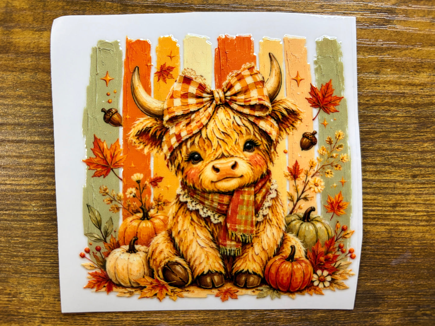 “Fall heifer” Decal