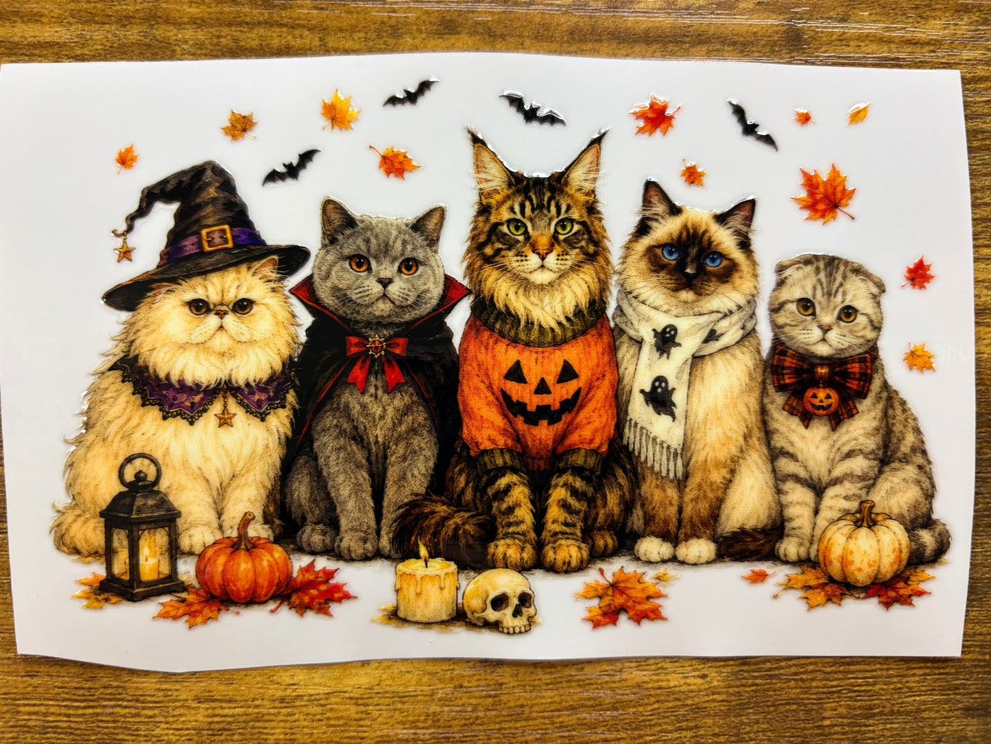 “Halloween cats” Decal