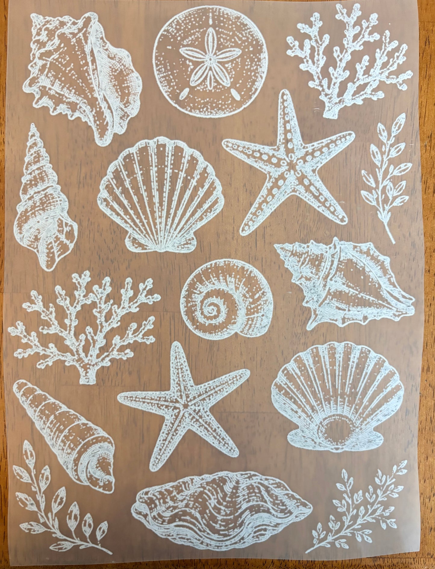 “Summer shells”